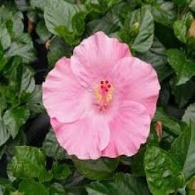 Hibiscus - Cayman Wind Pink Product Image